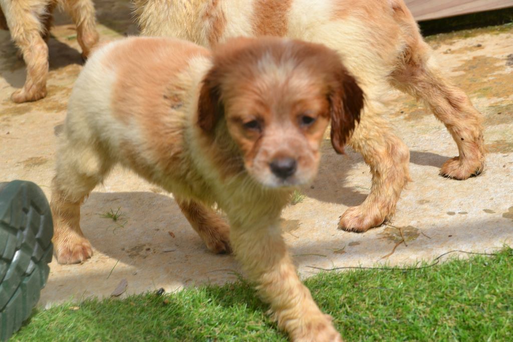 Chiot Epagneul Breton Du Clos Des Jarousses